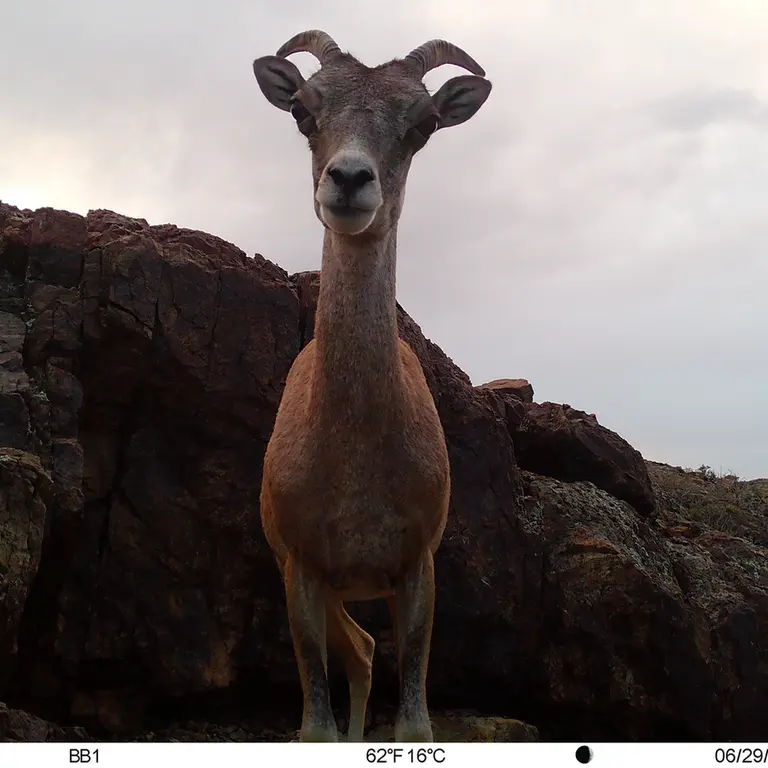 A photograph of Argali from Aktas-Kunkora [new] camera trap
