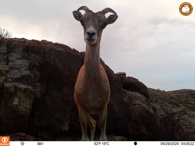 A photograph of Argali from Aktas-Kunkora [new] camera trap
