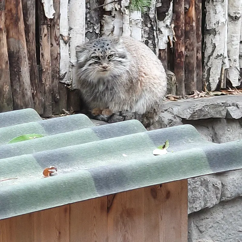 A photograph of Lolo in Novosibirsk Zoo