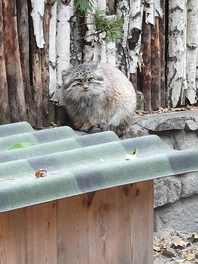 A photograph of Lolo in Novosibirsk Zoo