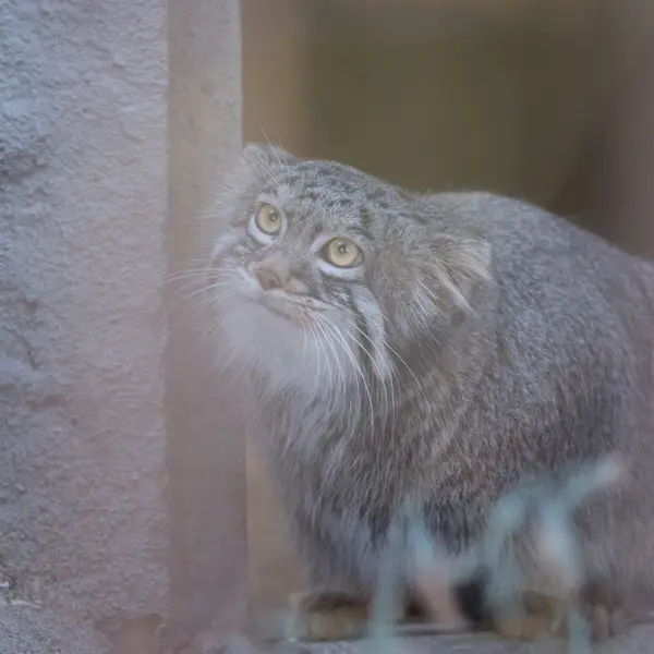 A photograph of Figa in Nogeyama Zoo