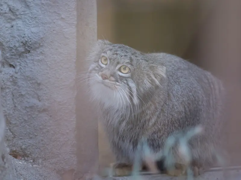 A photograph of Figa in Nogeyama Zoo