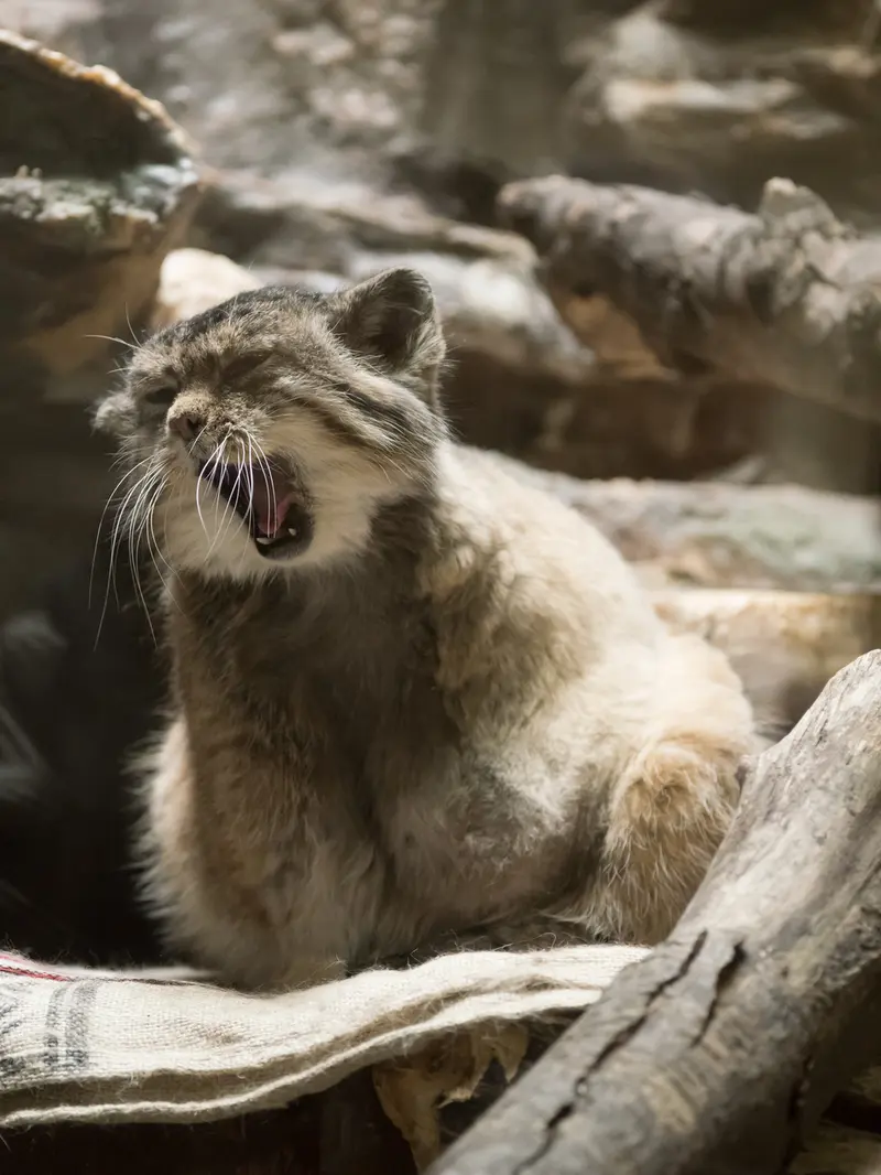 A photograph of Primula in Ueno Zoological Gardens