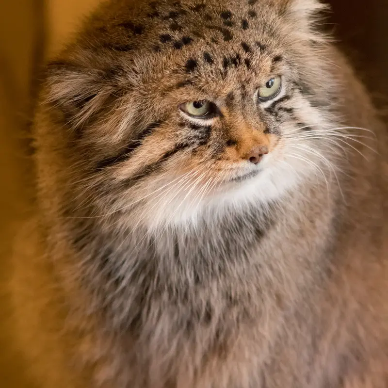 A photograph of Lotos in Saitama Children's Zoo