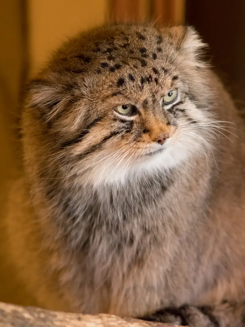 A photograph of Lotos in Saitama Children's Zoo