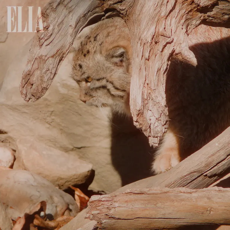 A photograph of Olaf in Calgary Zoo / Wilder Institute