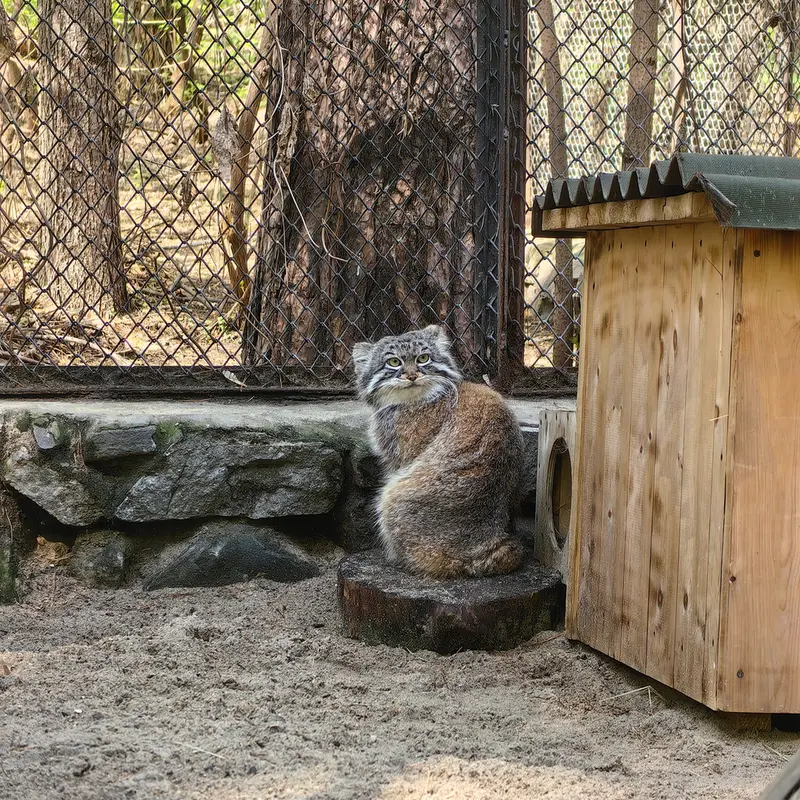 A photograph of Ruf in Novosibirsk Zoo