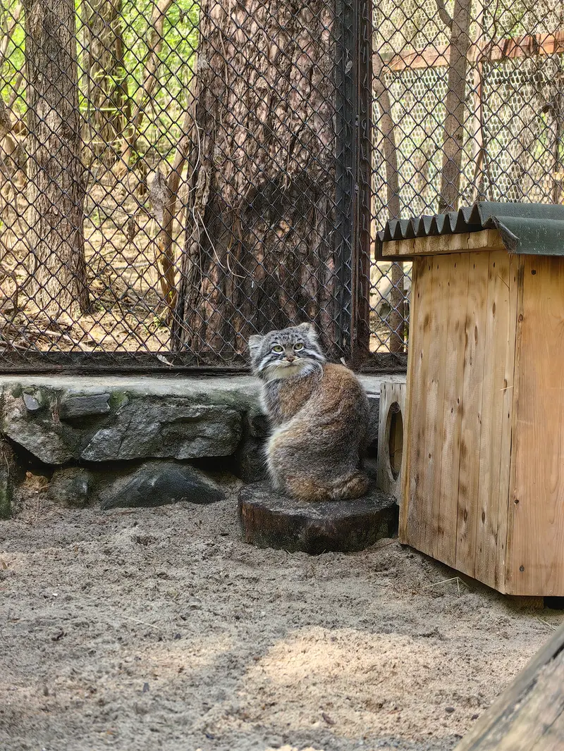 A photograph of Ruf in Novosibirsk Zoo