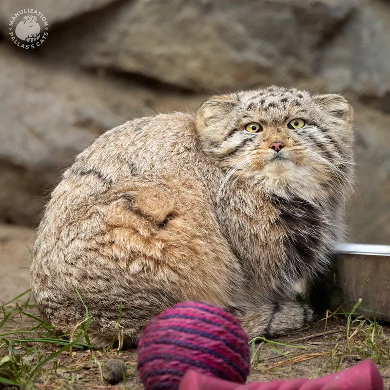 A photograph of Ginger in Novosibirsk Zoo