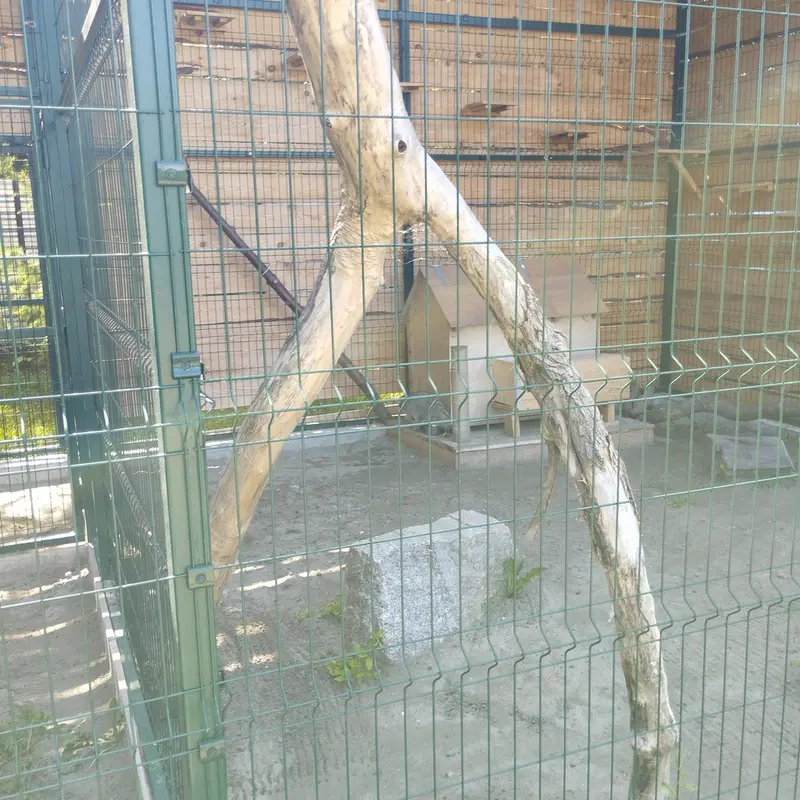 A photograph of Chip in Barnaul zoo “Lesnaya skazka”