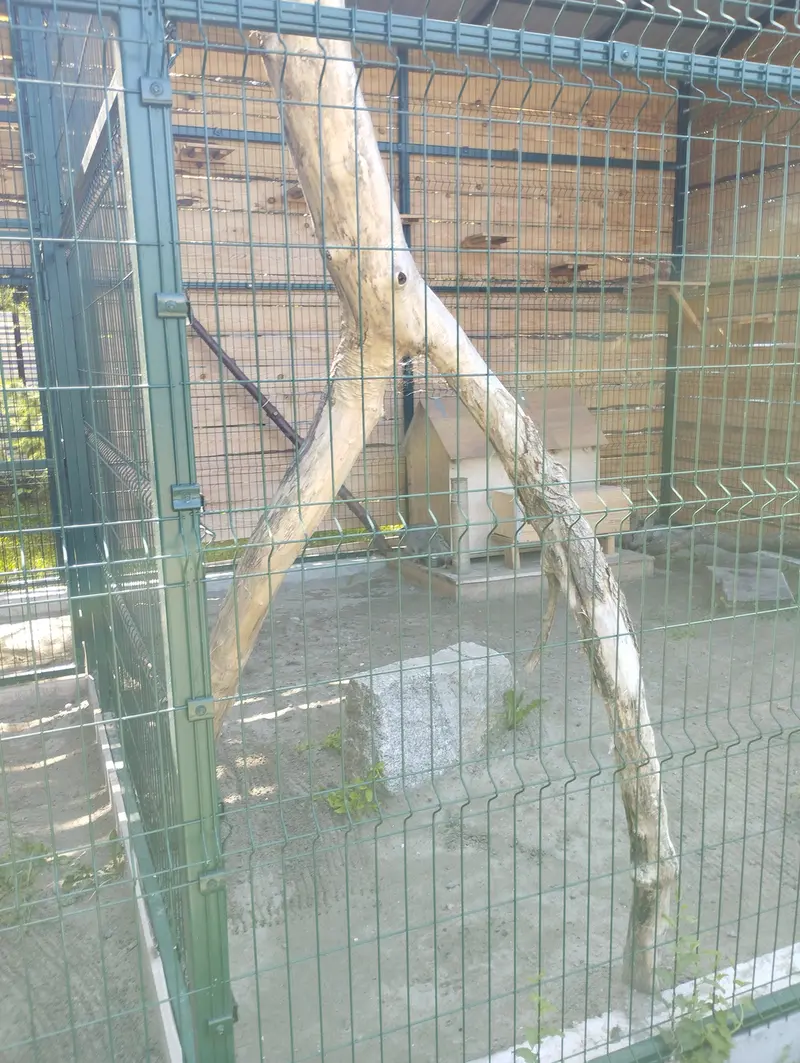 A photograph of Chip in Barnaul zoo “Lesnaya skazka”