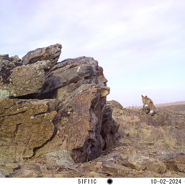 A photograph of Red fox from Karashoky camera trap