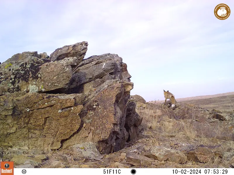A photograph of Red fox from Karashoky camera trap