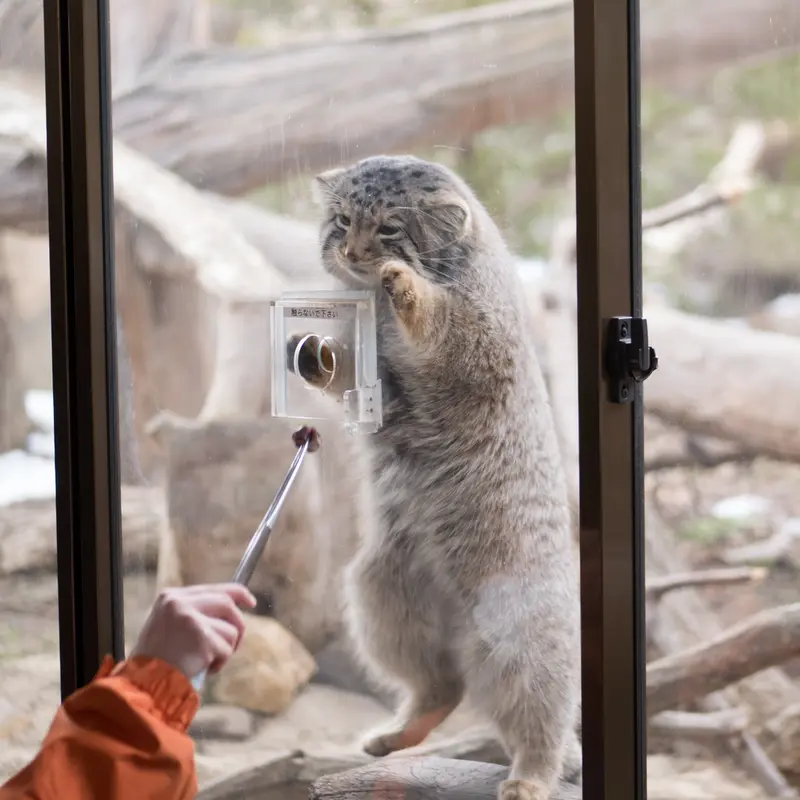 A photograph of Nagomu in Nasu Animal Kingdom