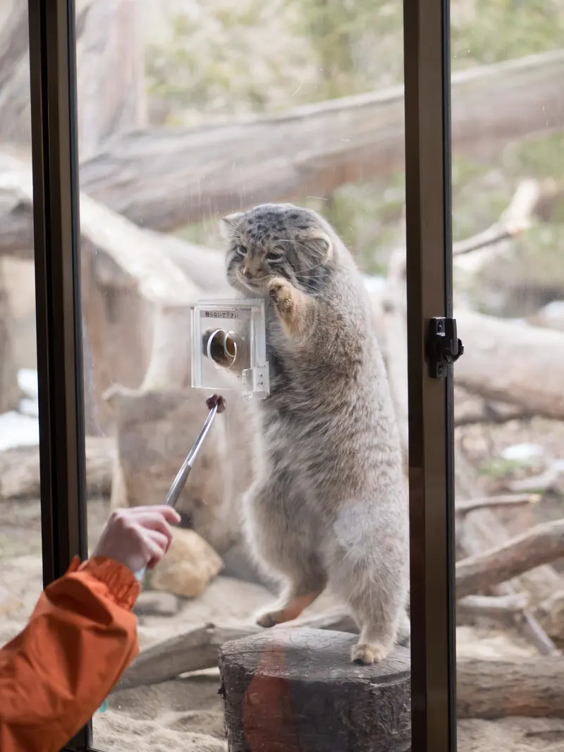 A photograph of Nagomu in Nasu Animal Kingdom