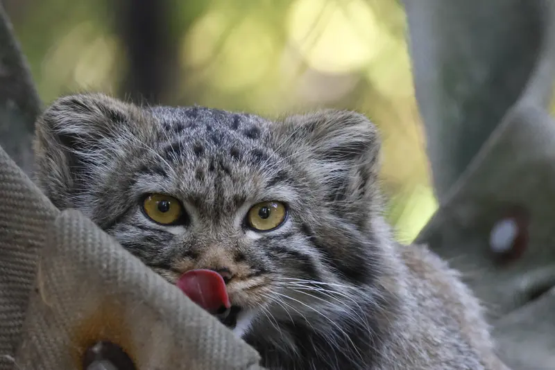A photograph of a Pallas's cat in Novosibirsk Zoo