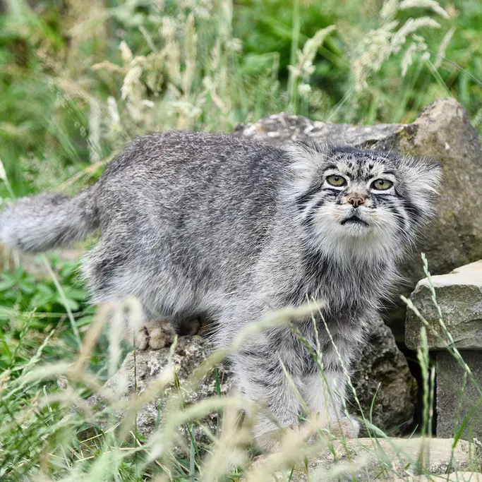 A photograph of Atlan in Port Lympne Wild Animal Park