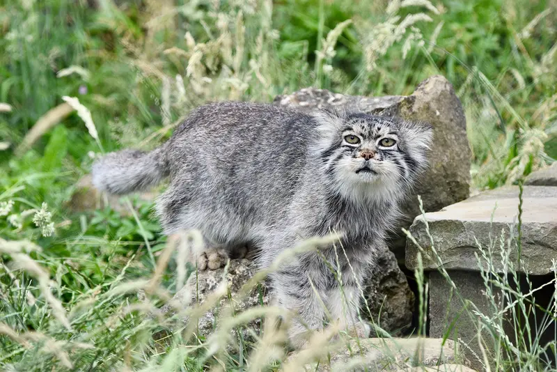 A photograph of Atlan in Port Lympne Wild Animal Park