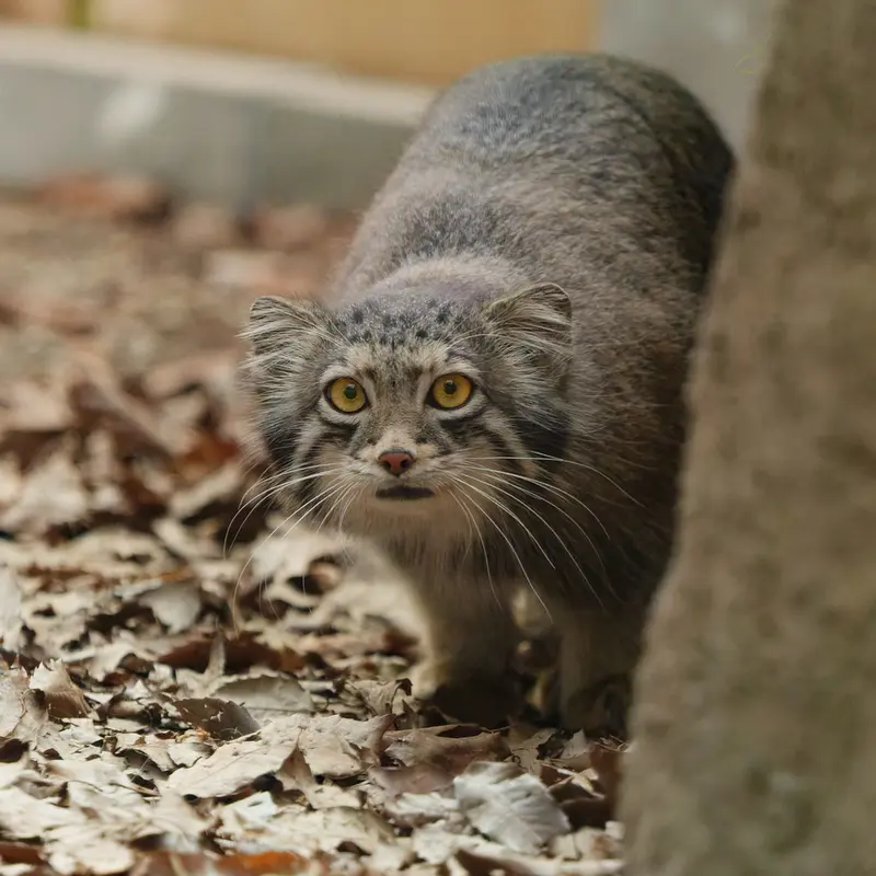 A photograph of Oto in Saitama Children's Zoo