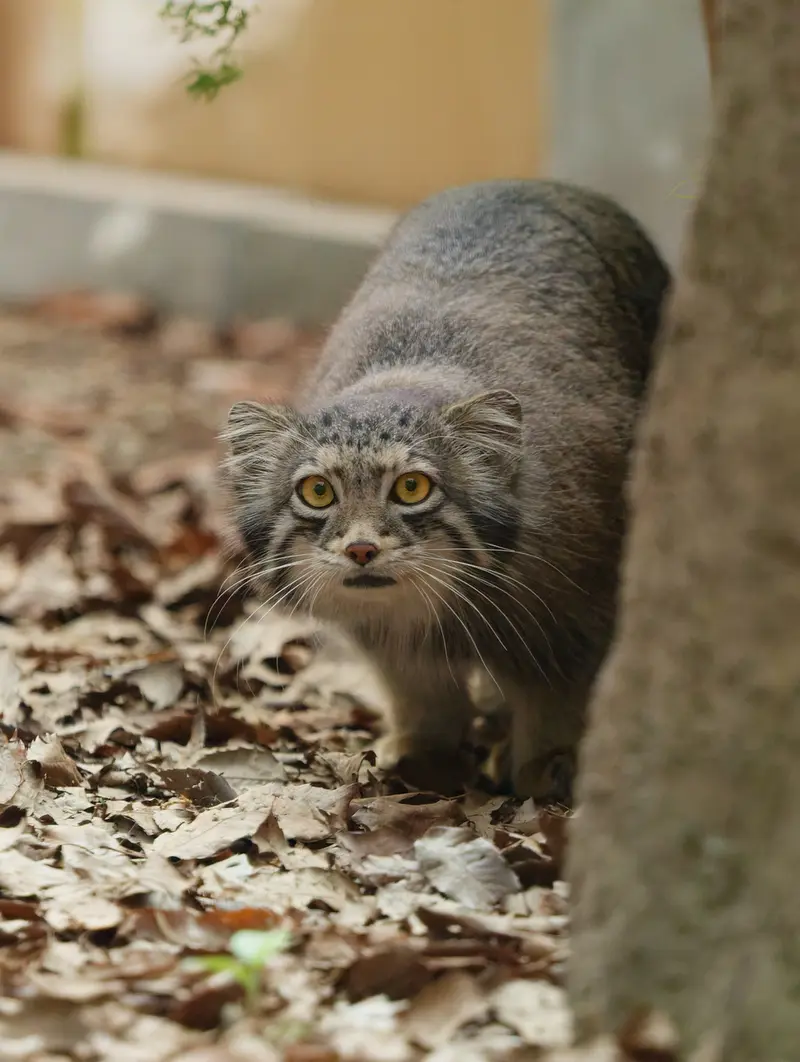 A photograph of Oto in Saitama Children's Zoo