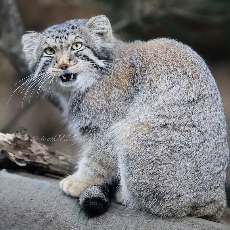 A photograph of Nagomu in Nasu Animal Kingdom