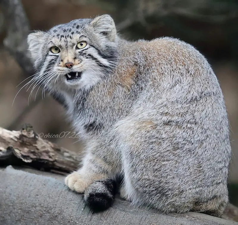 A photograph of Nagomu in Nasu Animal Kingdom