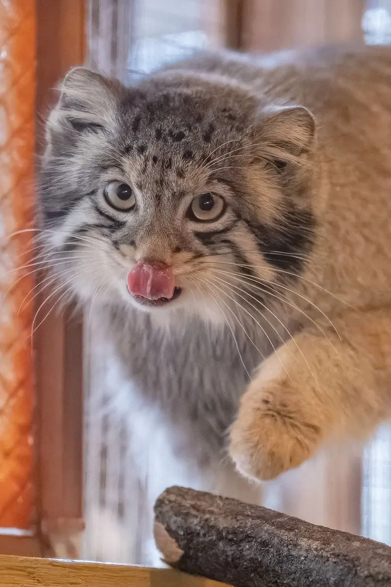 I wish to be able to follow people!!