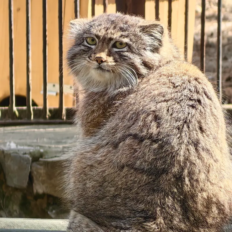 A photograph of Grey in Novosibirsk Zoo