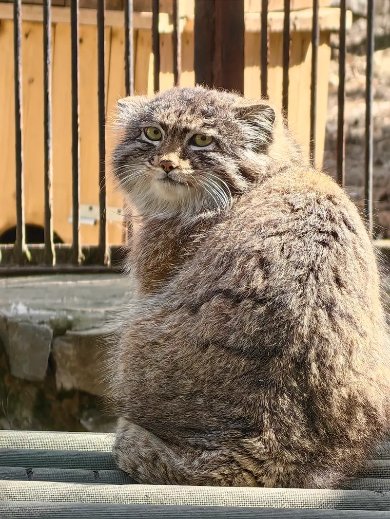 A photograph of Grey in Novosibirsk Zoo