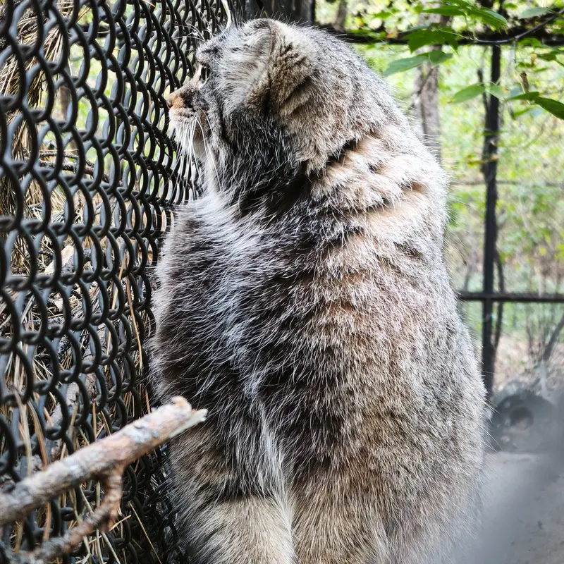 A photograph of Zosya in Novosibirsk Zoo