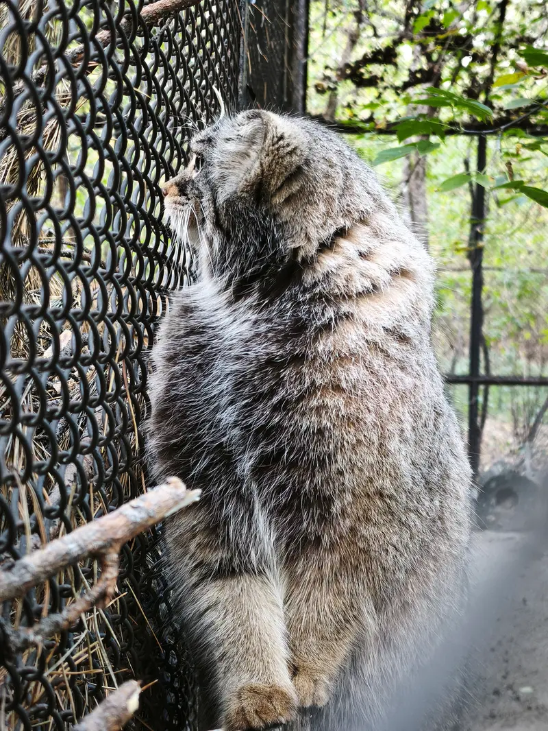 A photograph of Zosya in Novosibirsk Zoo