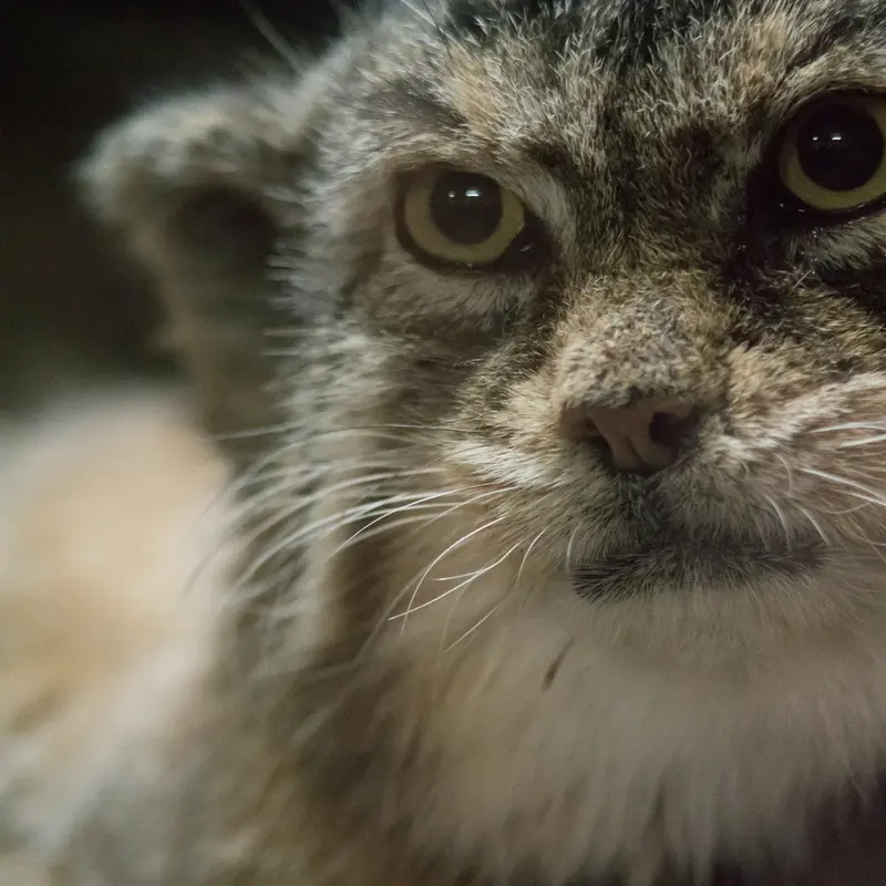 A photograph of Primula in Ueno Zoological Gardens