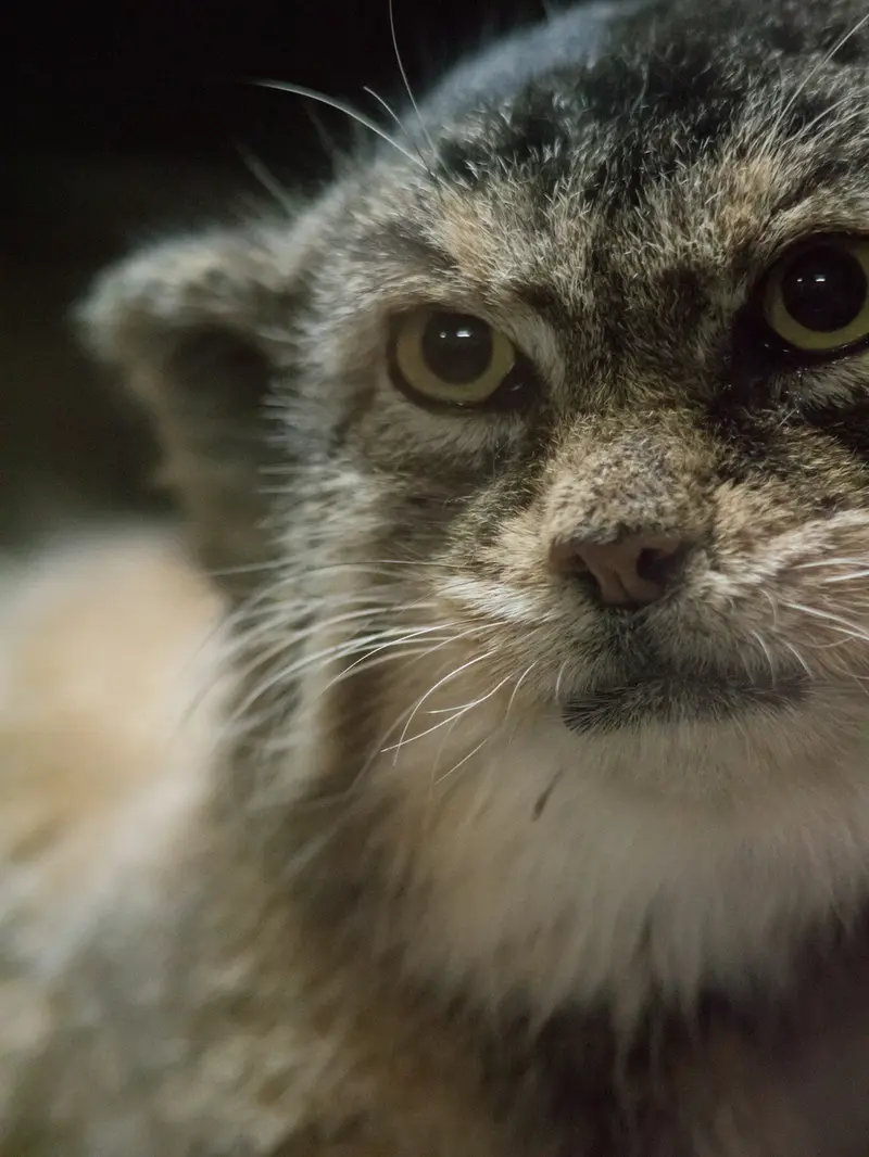 A photograph of Primula in Ueno Zoological Gardens