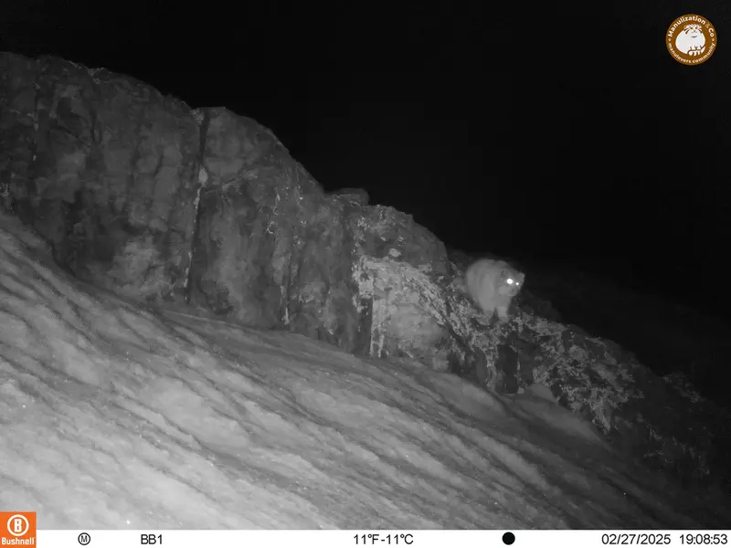 A photograph of Otocolobus manul manul from Aktas-Kunkora camera trap
