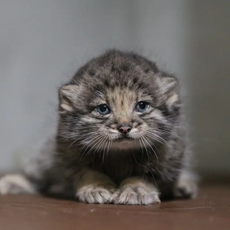 A photograph of a Pallas's cat in Kobe Animal Kingdom