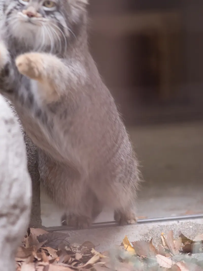 A photograph of Figa in Nogeyama Zoo