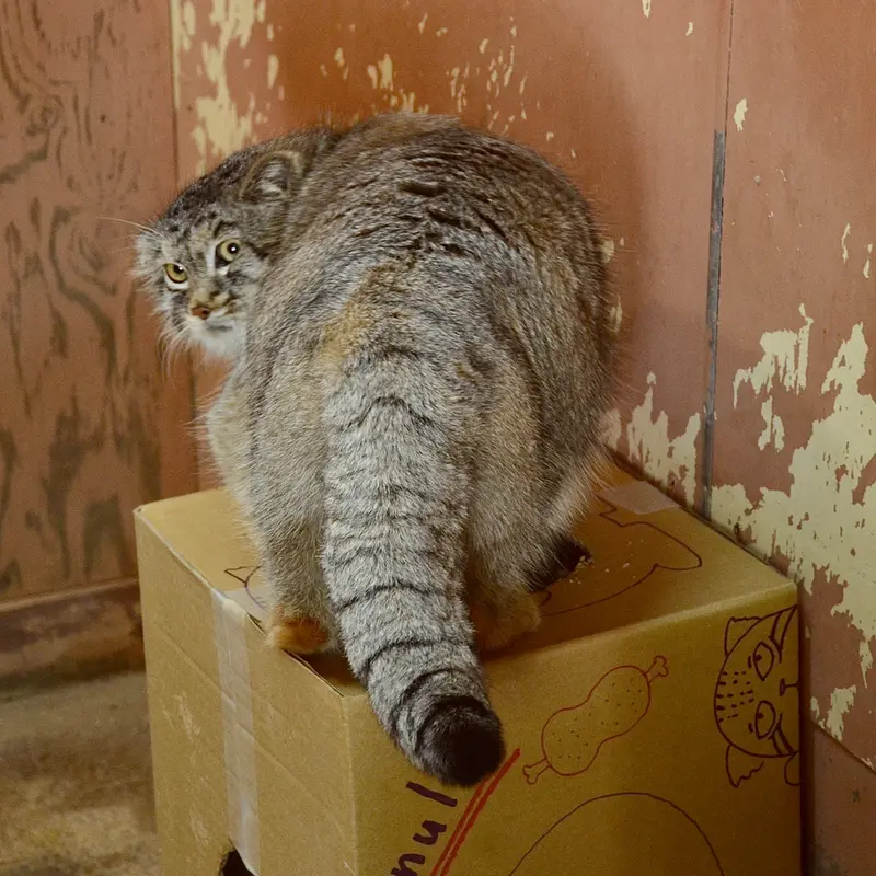 A photograph of Lev in Saitama Children's Zoo