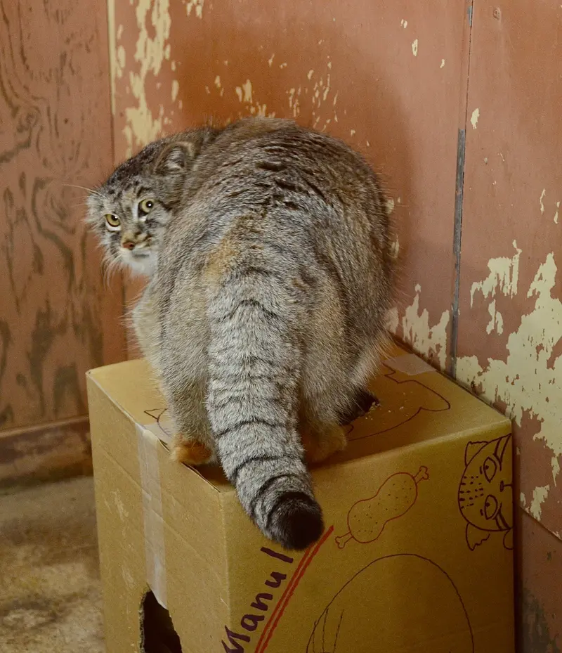 A photograph of Lev in Saitama Children's Zoo