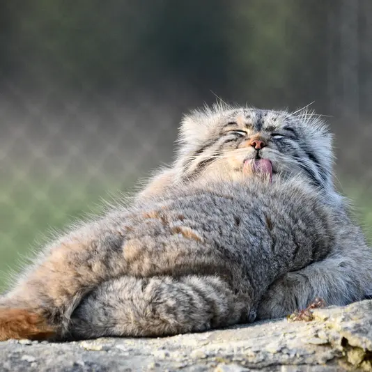 A photograph of Atlan in Port Lympne Wild Animal Park