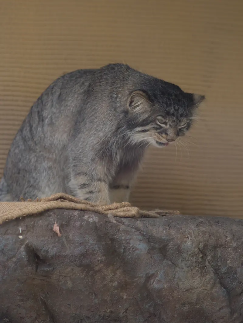 A photograph of Hide in Asahiyama Zoo