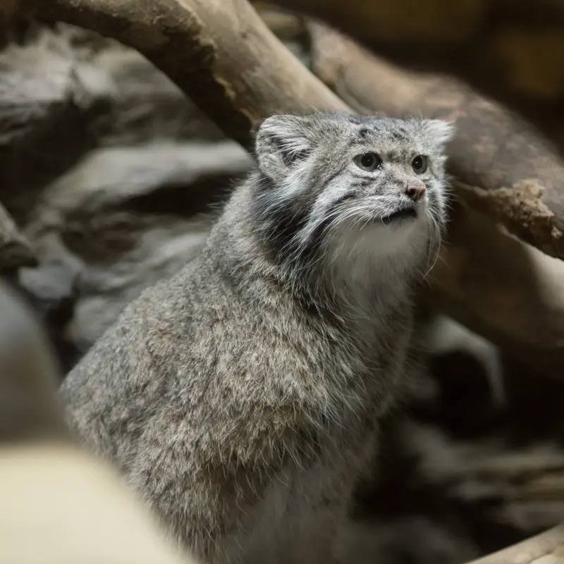 A photograph of Klyon in Ueno Zoological Gardens