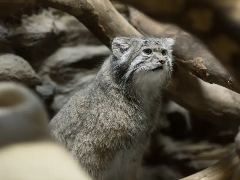 A photograph of Klyon in Ueno Zoological Gardens