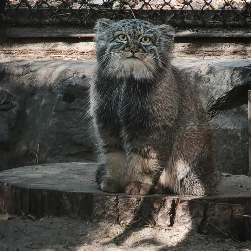 A photograph of a Pallas's cat in Novosibirsk Zoo