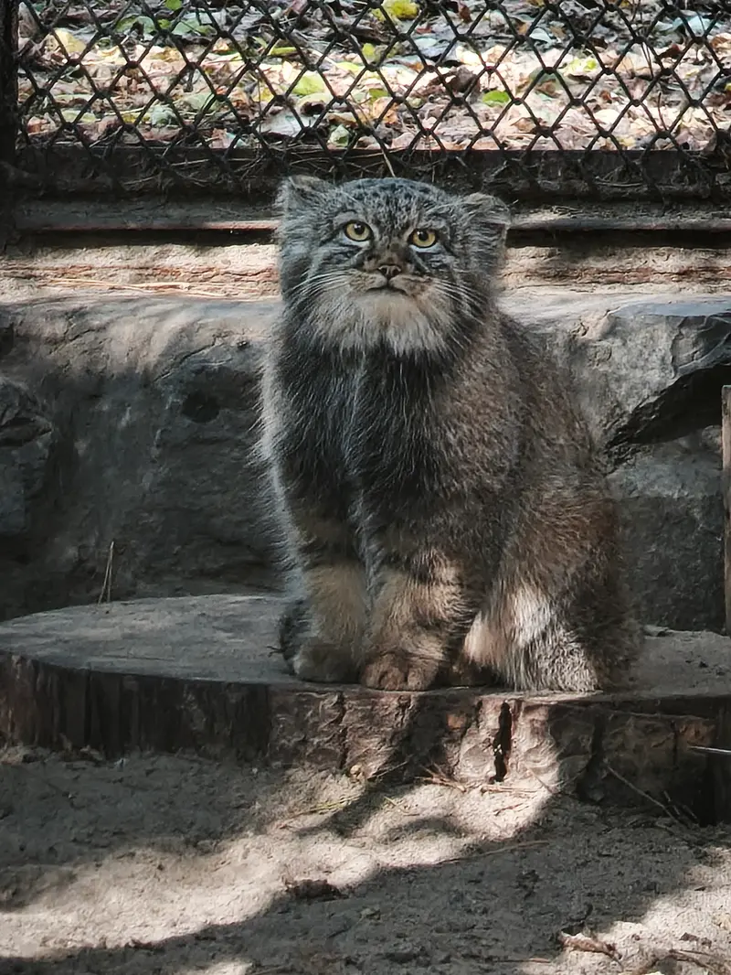 A photograph of a Pallas's cat in Novosibirsk Zoo