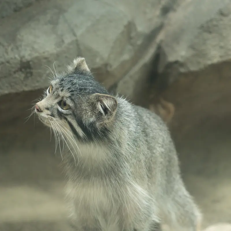A photograph of Oto in Kobe Animal Kingdom