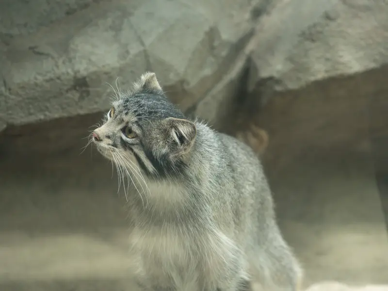 A photograph of Oto in Kobe Animal Kingdom