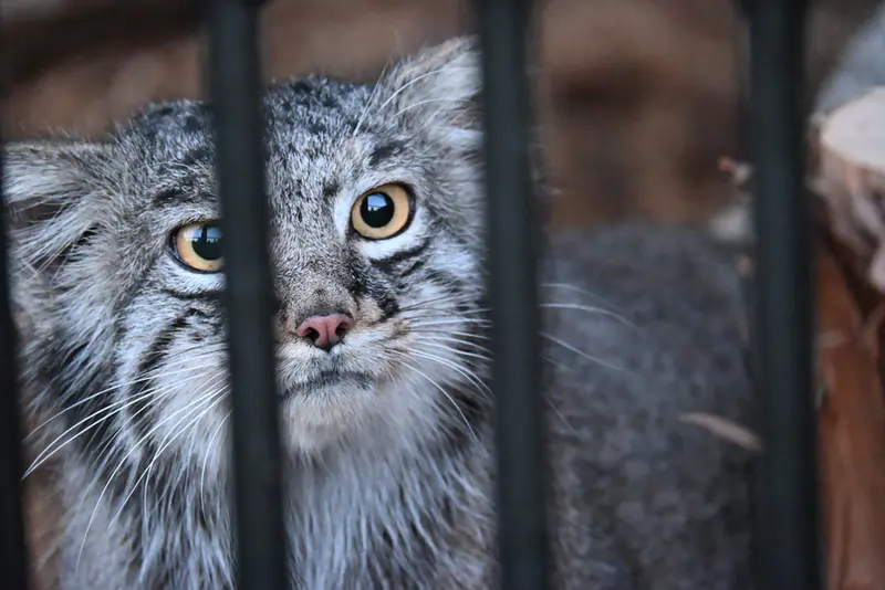 A photograph of Mei in Gokatsuraike Animal Park