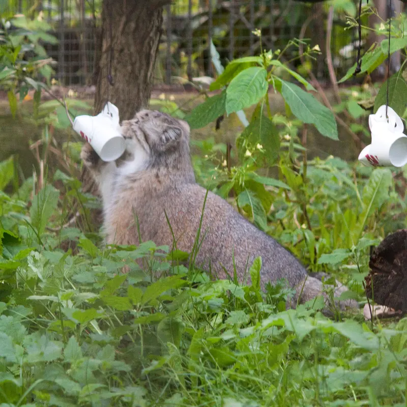 A photograph of a Pallas's cat