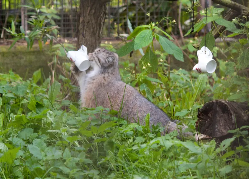 A photograph of a Pallas's cat