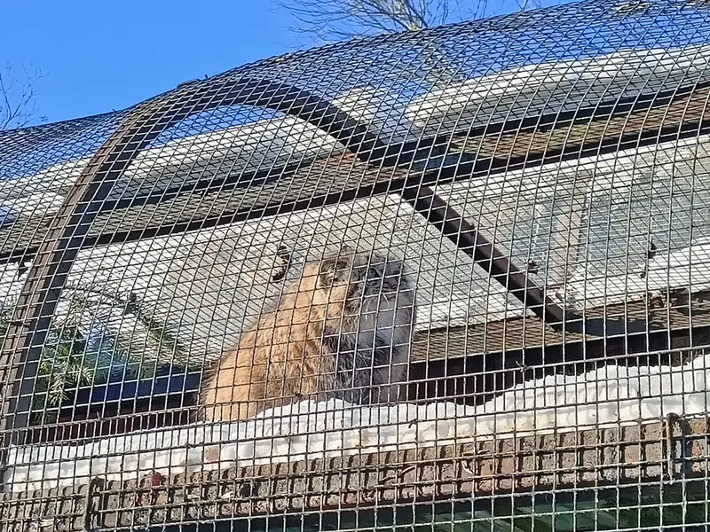 A photograph of Shu in Leningrad zoo